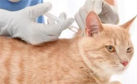 如何预防猫咪疾病？疫苗、卡比猫粮、环境卫生一样不能少！
