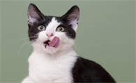 为什么感觉猫咪身体在响？感兴趣就快来瞧瞧！