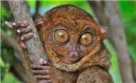 一篇关于侏儒眼镜猴的介绍，快来看看吧！