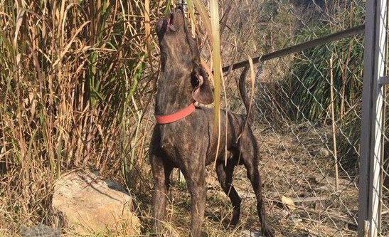 普罗特猎犬定点大小便的训练方法，快来get一下