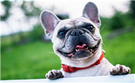 法国斗牛犬很难养？科学的喂养方法送给大家！