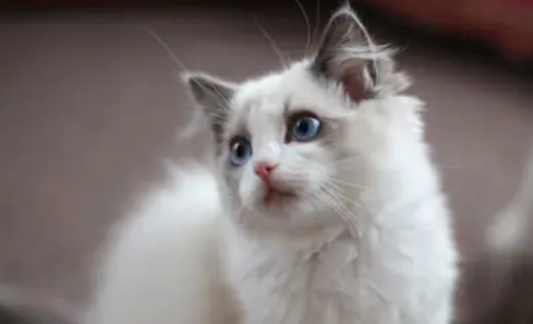 如果被猫舔到了嘴巴怎么办？这篇文章告诉你