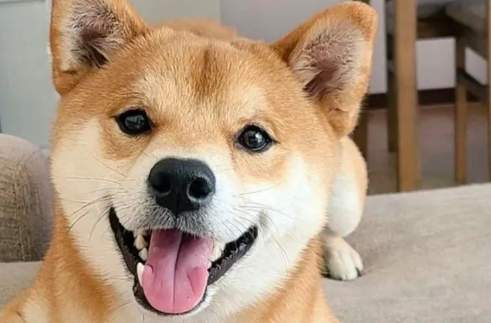 日本新晋网红柴犬出写真，每天等主人回家！