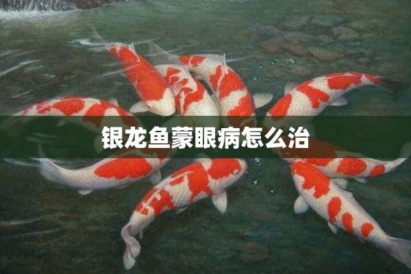 银龙鱼蒙眼病怎么治