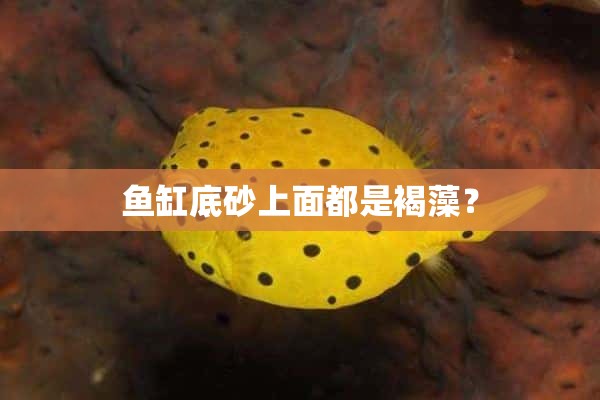 鱼缸底砂上面都是褐藻？