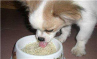 狗狗可以吃白水煮面条吗？看完你就知道了