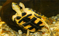 快来了解：金头闭壳龟过冬的方法！