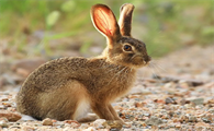 随处可见的蒙古兔喜欢吃什么？感兴趣的朋友快来看看！