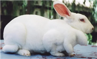 新西兰兔寿命多长？看看这里就知道了