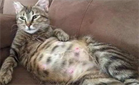 怎样去除猫体内寄生虫