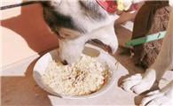 狗狗一直吃米饭的后果，主人一定要了解！