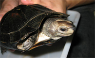 缅甸黑山龟饲养方法怎么样？看看这些～