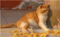 橘猫为什么这么肥？原因有这些~