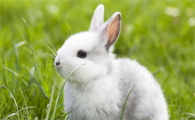 侏儒海棠兔能活多久？好饲养吗？