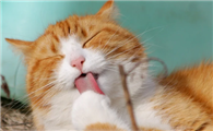 猫咪真的爱铲屎官吗？这些瞬间说明一切！