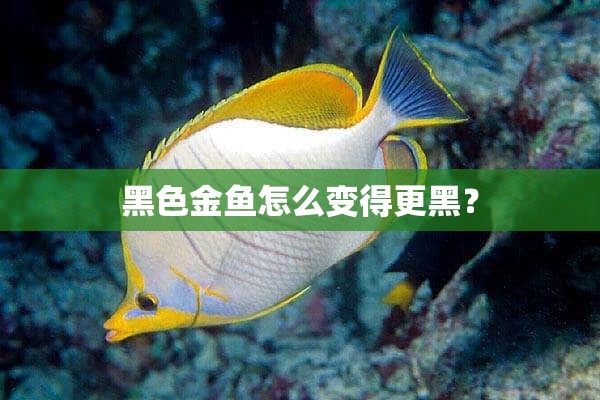 黑色金鱼怎么变得更黑？