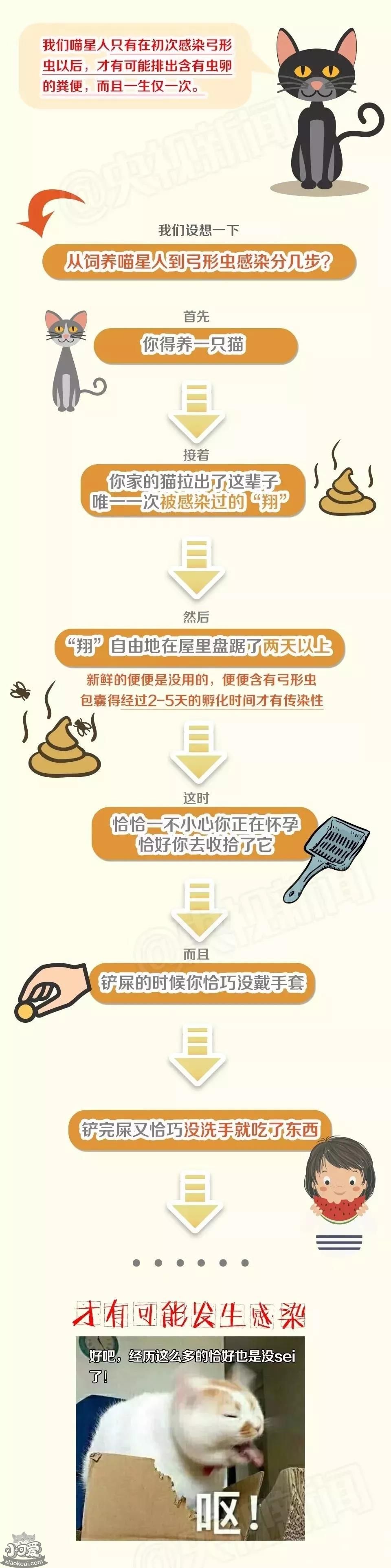怀孕养猫对胎儿有什么影响 你还在相信这些谣言吗