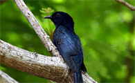 黑卷尾鸟的挑选与饲养，不知道的来看看！