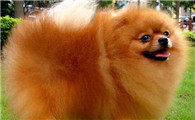 博美犬多少岁算“老年狗”？铲屎官们了解一下吧！