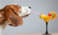 狗狗可以喝饮料吗？我来告诉你！