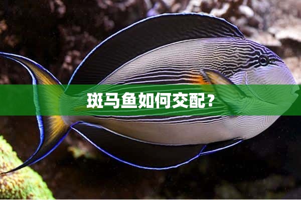 斑马鱼如何交配？
