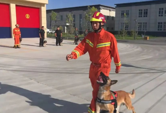 新疆消防救援总队全国第七届消防搜救犬比武备战侧记