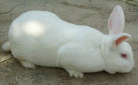 四步教你挑选优质的日本大耳白兔