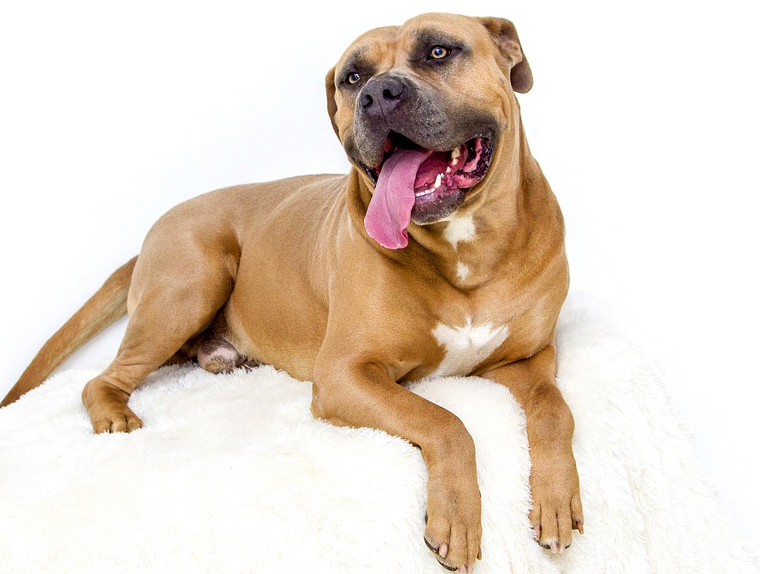 优良的美国比特犬怎么选？买的时候一定要注意这几点
