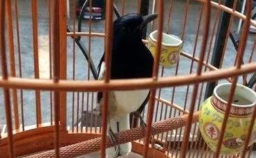 四喜鸟怎么架养？一起来了解一下 