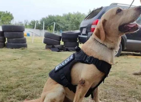 你想拥有一只警犬吗？上海首批退役警犬开放领养！