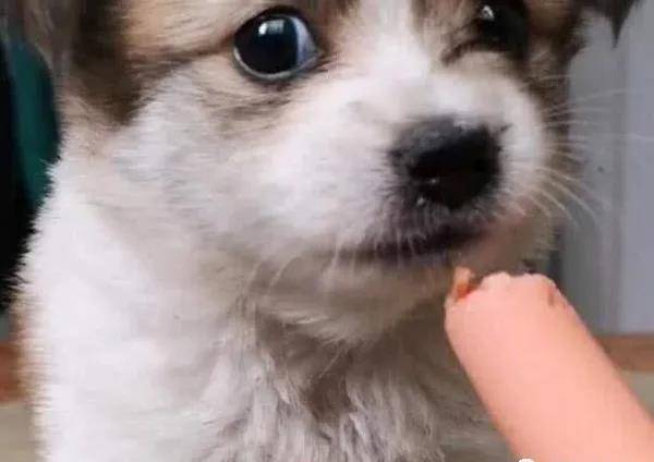 狗狗经常吃香肠有什么危害？赶紧了解一下吧！