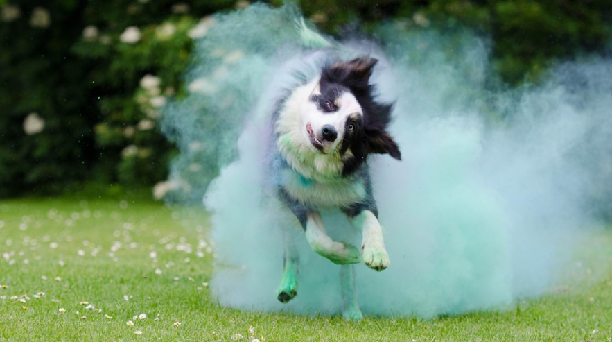 智商与颜值双在线的边境牧羊犬，为什么很少人养？