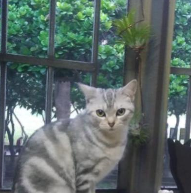 将死小奶猫带回家后，家里的金毛瞬间变成大暖男 