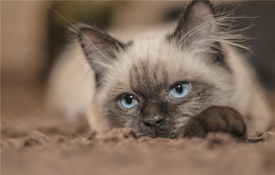 猫应激反应 猫咪应激反应有哪些症状
