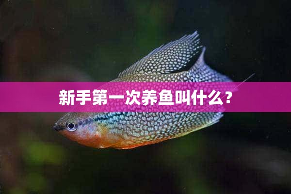 新手第一次养鱼叫什么？