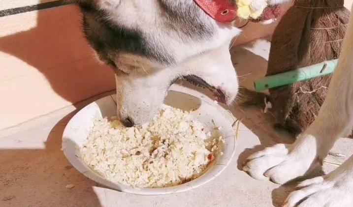 狗狗一直吃米饭的后果，主人一定要了解！