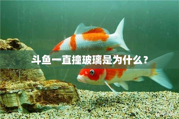 斗鱼一直撞玻璃是为什么？