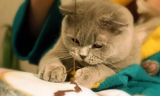 猫抑郁状态是怎样的？有什么表现