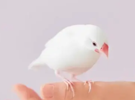 白文鸟的外形特征咋样？我来给你说说～