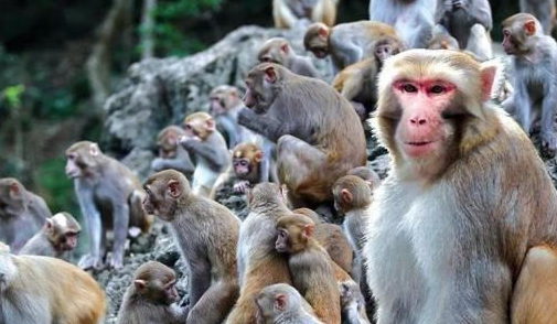 如果有人在猴群面前，一闷棍放倒猴王，猴群会认他当新猴王吗？