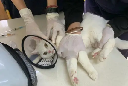 健康的猫怎么会得猫传腹？原因有这些......