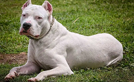 想挑一只护卫犬？这些狗狗可以考虑一下！