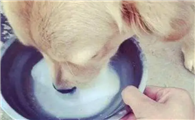 狗狗羊奶粉有什么作用？狗狗为什么要喝羊奶粉？