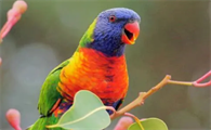 彩虹吸蜜鹦鹉能活多少年？不知道来看这！