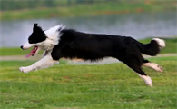 边牧犬的缺点和优点有哪些？看这里
