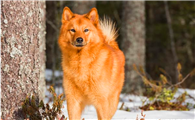想要挑选到一条称心如意的芬兰猎犬，原来有这么多窍门！