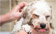 为什么你家的狗总是讨厌洗澡？可能你做错了这几件事！