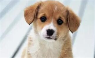 狗狗常见的癌症有哪些？不清楚的快来看看！