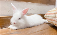 海棠侏儒兔能长多大 侏儒海棠兔会不会长大