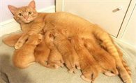 母猫一般怀孕多久可以看出来啊